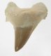(image for) Good Price Nice Collection Fossile Shark Tooth 16,40 gram Nice Shape from Morocko Purchase Now!