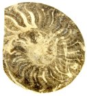 (bild för) Bra Pris Större Mycket vackert Naturligt Konstverk Fossil Ammonit 311 gram Sågad Polerad Halva Intressant Spännande Samlar Objekt från Marocko Köp Nu!
