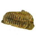 (bild för) Bra Pris Hög Intressant Välformad Fossil Trilobit 52 gram Naturlig Frigjord Exemplar Obehandlad Trevligt Samlar Objekt från Marocko Köp Nu!