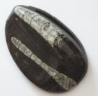 (image for) Ortoceratite 171 gram 95x61 mm