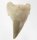 (image for) Good Price Nice Collection Fossile Shark Tooth 24,95 gram Nice Shape from Morocko Purchase Now!
