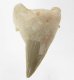 (image for) Good Price Nice Collection Fossile Shark Tooth 24,95 gram Nice Shape from Morocko Purchase Now!