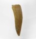 (image for) Good Price Enchodus Fossile Fishtooth 6,50 gram Approx. 100 m years old from Sahara, Morocko Purchase Now!