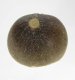 (image for) Good Price Exciting Finely Shaped Tooth from Mosasaur 12.75 grams High Interesting Collectible Item from Morocco Buy Now!