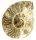 (image for) Good Price Bigger Very Beautiful Natural Artwork Fossil Ammonite 243 grams Sawn Polished Half Interesting Exciting Collectible Item from Morocco Buy Now!