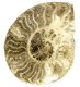 (image for) Good Price Bigger Very Beautiful Natural Artwork Fossil Ammonite 243 grams Sawn Polished Half Interesting Exciting Collectible Item from Morocco Buy Now!