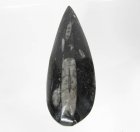 (image for) Good Price Interesting Marbled Ortoceratite 31,50 gram Polished Collection Piece from Morocko Purchase Now!