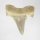 (image for) Good Price Nice Collection Fossile Shark Tooth 10,95 gram Nice Shape from Morocko Purchase Now!