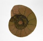 Bra Pris Snygg Samlarfossil Ammonit 5,30 gram Polerad Halva från Marocko Köp Nu!