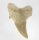 (image for) Good Price Nice Collection Fossile Shark Tooth 18,55 gram Nice Shape from Morocko Purchase Now!