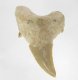 (image for) Good Price Nice Collection Fossile Shark Tooth 18,55 gram Nice Shape from Morocko Purchase Now!