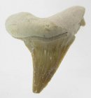 Good Price Nice Collection Fossile Shark Tooth 8,40 gram Nice Shape from Morocko Purchase Now!
