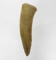 Bra Pris Enchodus Fossil Fisktand 5,50 gram Uppskattat 100 milj år gammal från Sahara, Marocko Köp Nu!