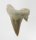(image for) Good Price Nice Collection Fossile Shark Tooth 5,90 gram Nice Shape from Morocko Purchase Now!