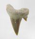 (image for) Good Price Nice Collection Fossile Shark Tooth 5,90 gram Nice Shape from Morocko Purchase Now!
