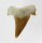 (image for) Good Price Nice Collection Fossile Shark Tooth 4,45 gram Nice Shape from Morocko Purchase Now!