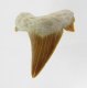 (image for) Good Price Nice Collection Fossile Shark Tooth 4,45 gram Nice Shape from Morocko Purchase Now!