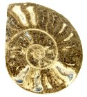 (bild för) Bra Pris Större Mycket vackert Naturligt Konstverk Fossil Ammonit 227 gram Sågad Polerad Halva Intressant Spännande Samlar Objekt från Marocko Köp Nu!