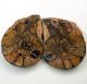 (image for) Good Price Very Beautiful Natural Artwork Fossil 2 pcs/1 pair Ammonite 30 gram Sawn Polished Half´s Interesting Exciting Collectible Item from Morocco Buy Now!