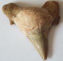 (bild för) Hajtand Fossil 53x52mm 27,85 gram