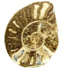 (bild för) Bra Pris Större Mycket vackert Naturligt Konstverk Fossil Ammonit 232 gram Sågad Polerad Halva Intressant Spännande Samlar Objekt från Marocko Köp Nu!
