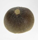 (bild för) Bra Pris Spännande Fint Formad Tand från Mossasaurie 12,75 gram Hög Intressant Samlar Objekt från Marocko Köp Nu!