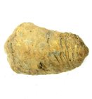 (bild för) Bra Pris Hög Intressant Välformad Fossil Trilobit 69 gram Naturlig Frigjord Exemplar Obehandlad Trevligt Samlar Objekt från Marocko Köp Nu!