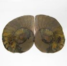 (bild för) Bra Pris Mycket vackert Naturligt Konstverk Fossil 2 st/1 par Ammonit 19,90 gram Sågad Polerade Halvor Intressant Spännande Samlar Objekt från Marocko Köp Nu!