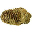 (bild för) Bra Pris Hög Intressant Välformad Fossil Trilobit 113 gram Naturlig Frigjord Exemplar Obehandlad Trevligt Samlar Objekt från Marocko Köp Nu!