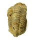 (image for) Good Price High Interesting Well Shaped Fossil Trilobite 74 grams Natural Released Specimen Untreated Nice Collectible Item from Morocco Buy Now!