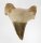 (image for) Good Price Nice Collection Fossile Shark Tooth 21,20 gram Nice Shape from Morocko Purchase Now!