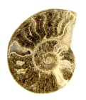 (bild för) Bra Pris Mycket vackert Naturligt Konstverk Fossil Ammonit 66 gram Sågad Polerad Halva Intressant Spännande Samlar Objekt från Marocko Köp Nu!