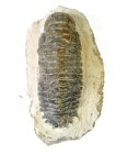 (bild för) Bra Pris Hög Intressant Ytterst Välformad Mycket Vacker Fossil Trilobit 446 gram Naturlig Helt Exemplar med Matrix Perfekt Exklusivt Samlar Objekt från Marocko Köp Nu!