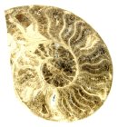 (image for) Good Price Bigger Very Beautiful Natural Artwork Fossil Ammonite 260 grams Sawn Polished Half Interesting Exciting Collectible Item from Morocco Buy Now!