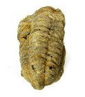 (bild för) Bra Pris Hög Intressant Välformad Fossil Trilobit 74 gram Naturlig Frigjord Exemplar Obehandlad Trevligt Samlar Objekt från Marocko Köp Nu!