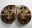 Ammoniter Fossiler