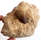 (image for) Good Price Very Exciting Finely Shaped Tooth from Mosasaurus 240 grams Embedded in Hard Sandstone High Interesting Collectible Item from Morocco Buy Now!