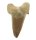 (image for) Good Price Nice Collection Fossile Shark Tooth 14,70 gram Nice Shape from Morocko Purchase Now!