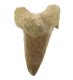 (image for) Good Price Nice Collection Fossile Shark Tooth 14,70 gram Nice Shape from Morocko Purchase Now!