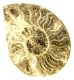 (image for) Good Price Bigger Very Beautiful Natural Artwork Fossil Ammonite 260 grams Sawn Polished Half Interesting Exciting Collectible Item from Morocco Buy Now!