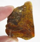 (bild för) Bra Pris Stor Mycket Fin Kvalitet Rå Oslipad Äkta Bärnsten 50,97 carat Härlig Färg Transparent-Translucent från Östersjön Köp Nu!