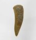 (bild för) Bra Pris Enchodus Fossil Fisktand 3,25 gram Uppskattat 100 milj år gammal från Sahara, Marocko Köp Nu!