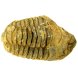 (image for) Good Price High Interesting Well Shaped Fossil Trilobite 102 grams Natural Released Specimen Untreated Nice Collectible Item from Morocco Buy Now!