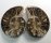 (image for) Good Price Very Beautiful Natural Artwork Fossil 2 pcs/1 pair Ammonite 175 gram Sawn Polished Half´s Interesting Exciting Collectible Item from Morocco Buy Now!
