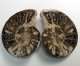 (image for) Good Price Very Beautiful Natural Artwork Fossil 2 pcs/1 pair Ammonite 175 gram Sawn Polished Half´s Interesting Exciting Collectible Item from Morocco Buy Now!
