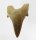 (image for) Good Price Nice Collection Fossile Shark Tooth 11,50 gram Nice Shape from Morocko Purchase Now!
