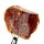 (image for) Good Price Big Untreated Very Nice Orange Brown Spessartite Garneth 63,43 carat Natural Crystal/Piece from Afganistan Purchase Now!