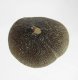 (image for) Good Price Exciting Finely Shaped Tooth from Mosasaur 9,15 grams High Interesting Collectible Item from Morocco Buy Now!