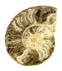 (bild för) Bra Pris Mycket vackert Naturligt Konstverk Fossil Ammonit 140 gram Sågad Polerad Halva Intressant Spännande Samlar Objekt från Marocko Köp Nu!