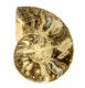 (bild för) Bra Pris Mycket vackert Naturligt Konstverk Fossil Ammonit 116 gram Sågad Polerad Halva Intressant Spännande Samlar Objekt från Marocko Köp Nu!